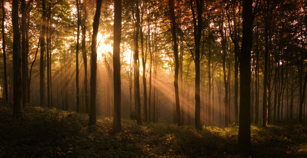 Mist in Trees